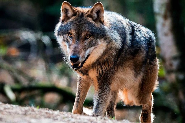 Achtung, der Wolf kommt.   | Foto: dpa