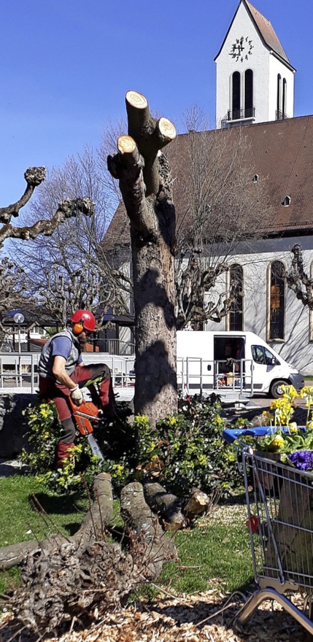 Sekunden spter ist die Kastanie Geschichte.   | Foto: Elena Borchers