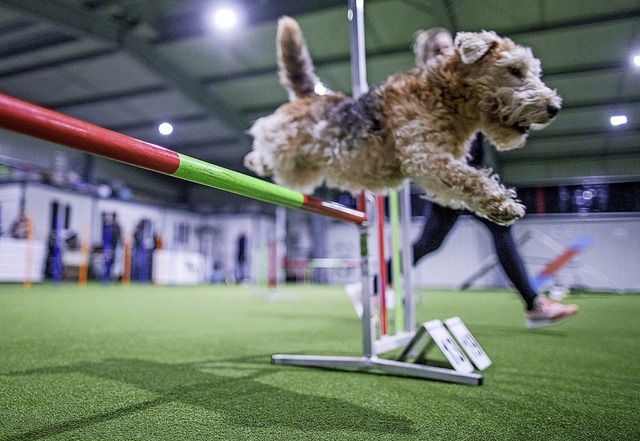 Sport macht Spa &#8211; auch als Hund, das ist Agility.   | Foto: Jens Bttner (DPA)