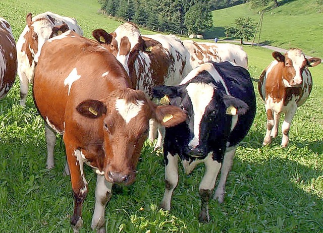 Fr gesunde Schuttertler Rinder und o...t die Erzeugergemeinschaft Weideland.   | Foto: Heidi Fssel