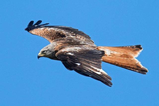 Biologen erforschen die Rotmilane im Biosphrengebiet Schwarzwald