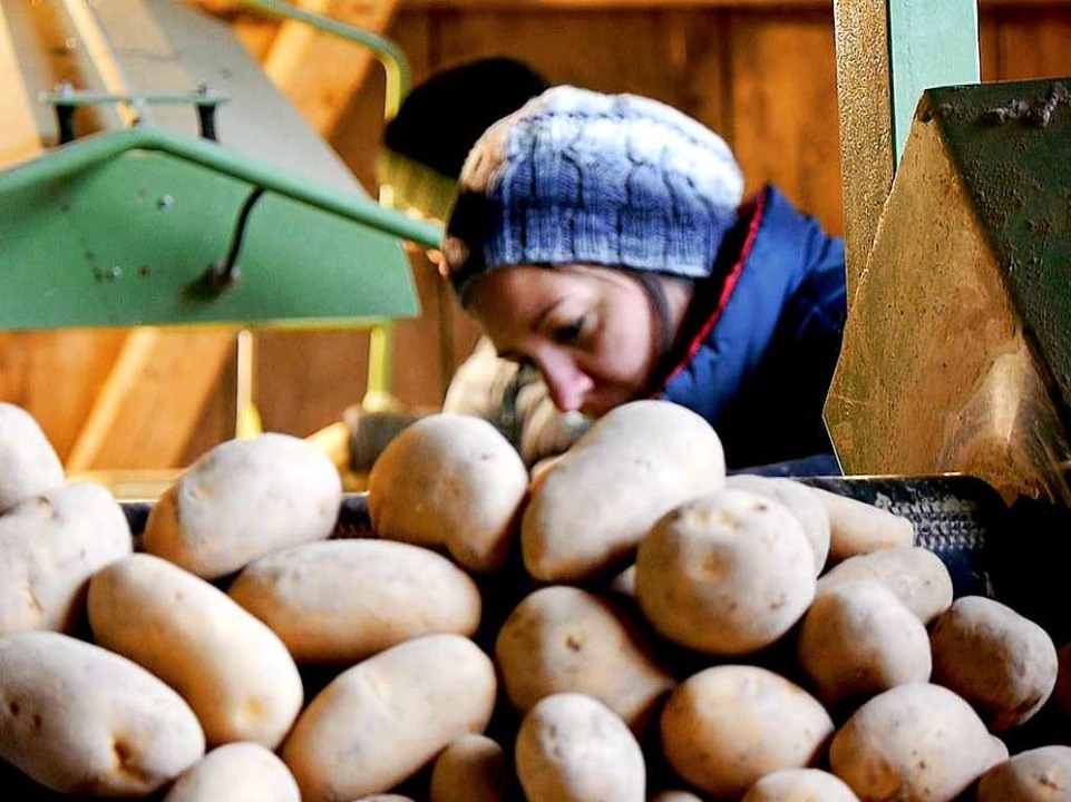 Claudia Zimmermann bei der Kartoffelernte.  | Foto: Promo