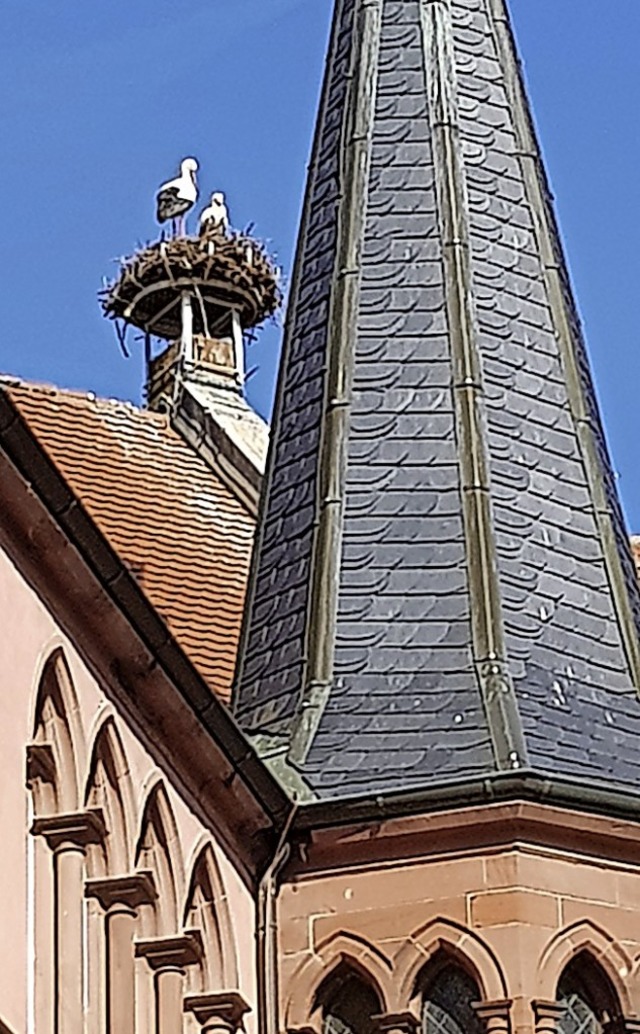 Das Nest auf dem Dach der evangelischen Stadtkirche ist wieder belegt.  | Foto: Walser