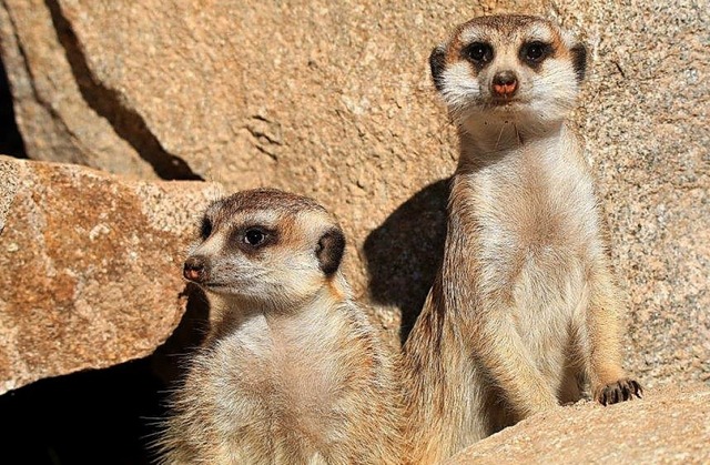 Mit einem groen Erdmnnchen-Gehege lo...er Vogelpark Steinen zum Saisonstart.   | Foto: Vogelpark