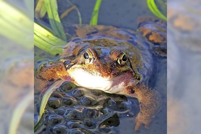 Amphibien sind ernsthaft bedroht