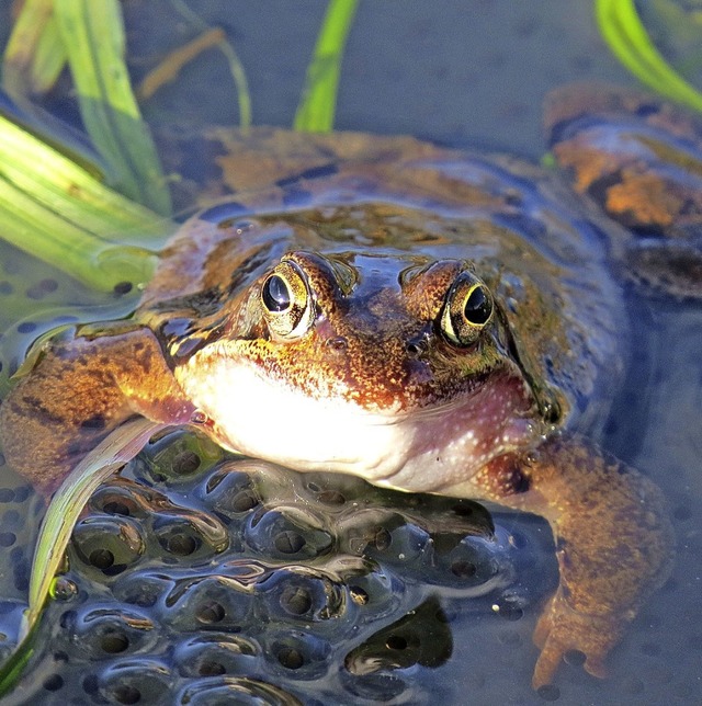 Der Nabu im Dreisamtal setzt sich fr den Schutz der bedrohten Amphibien ein.  | Foto: Privat