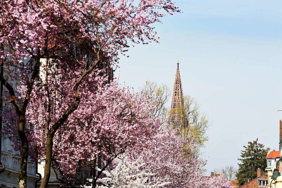 Die Spitze des Münsterturms verschwindet hinter einem Meer aus Blüten. (Foto: Rita Eggstein) Die Spitze des Münsterturms verschwindet hinter einem Meer aus Blüten. (Foto: Rita Eggstein)