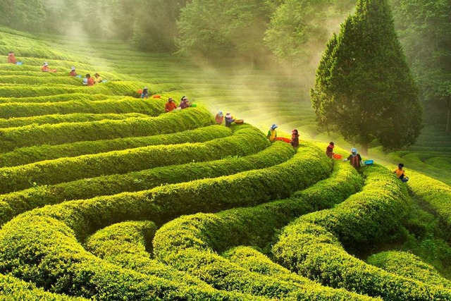 Geschwungene Reihen in sattem Grn: Im... gibt es mehrere groe Teeplantagen.    | Foto: Korea Tourism Organization/dpa-tmn