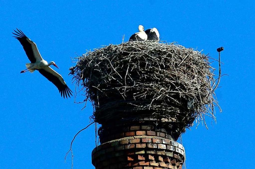 Strche bauen am liebsten in luftiger Hhe.  | Foto: Ingo Schneider