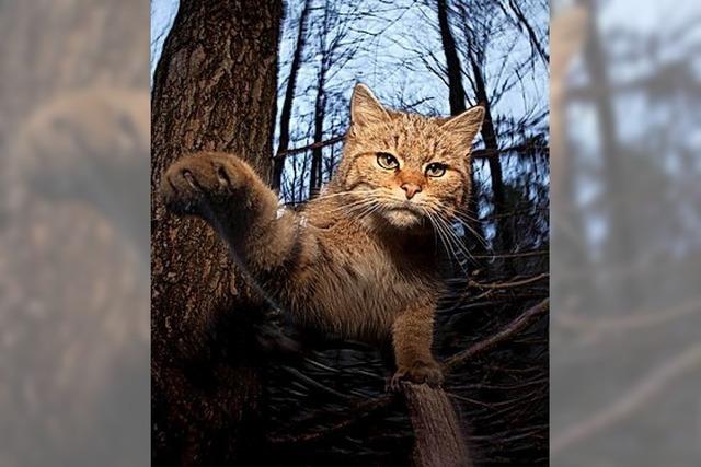 Vortrag ber die Rckkehr der Wildkatze