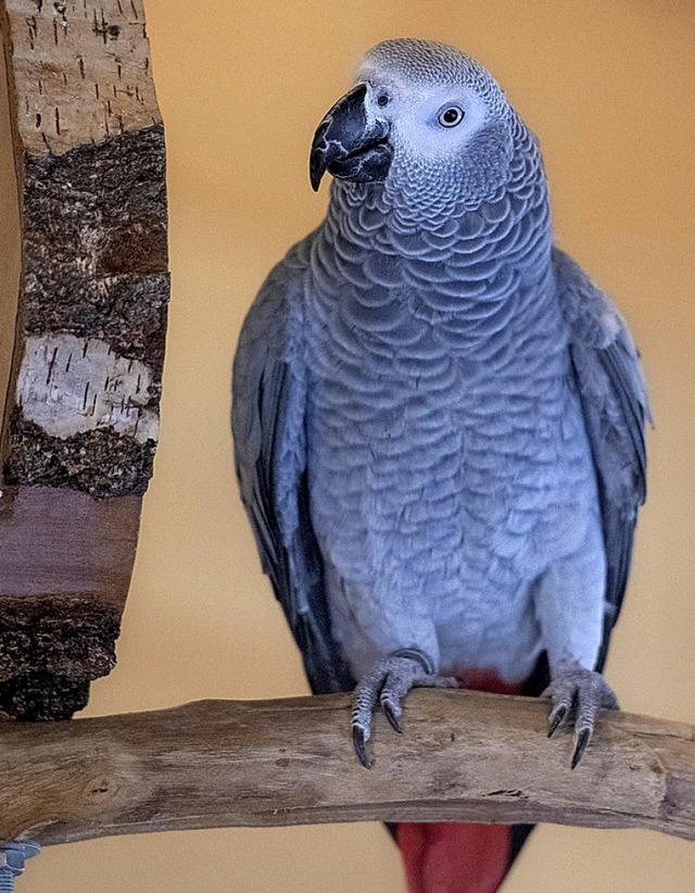 Papagei Carlo   | Foto: dpa