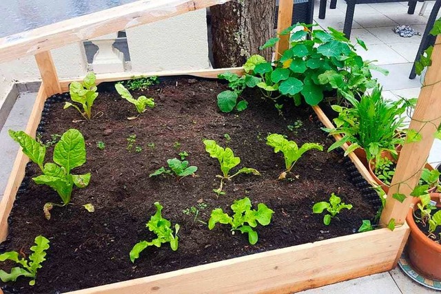 Urban Gardening in Freiburg  | Foto: Promo