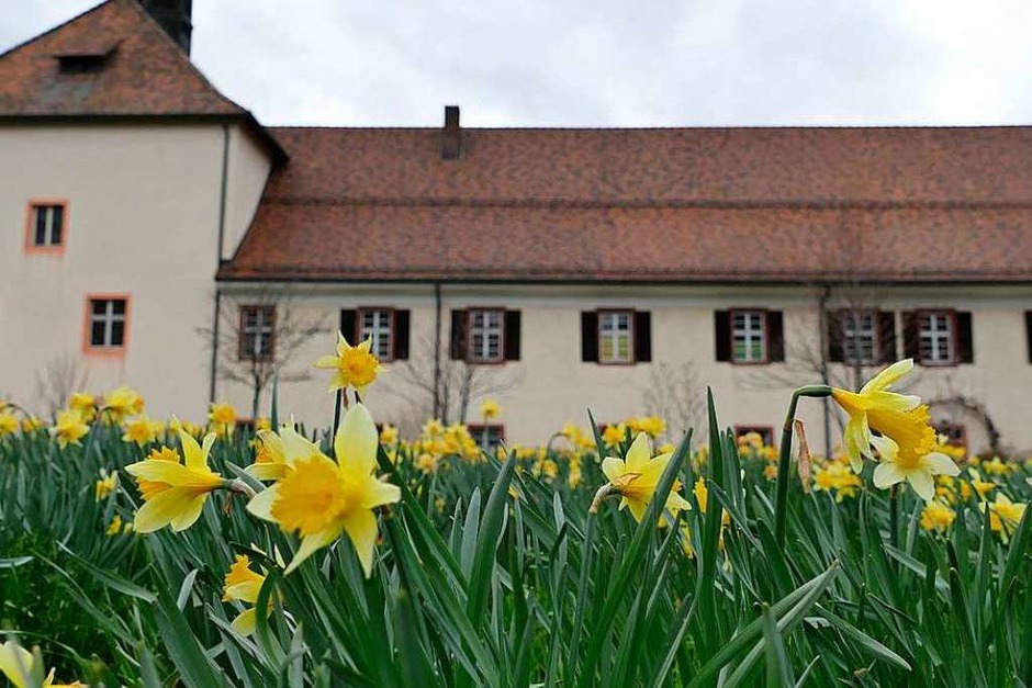 Narzissen hinter dem Klostergebäude in Oberried. (Foto: Markus Donner) Narzissen hinter dem Klostergebäude in Oberried. (Foto: Markus Donner)