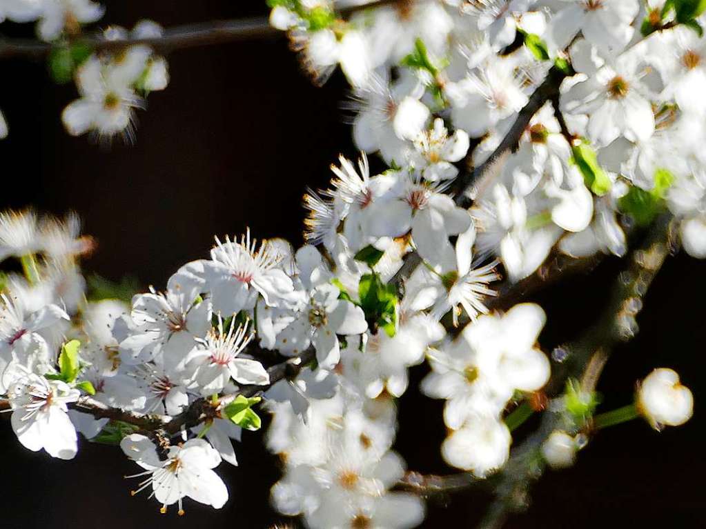 Der Frhling ist in Kirchzarten und Umgebung angekommen: Blumen blhen, die Leute zieht es ins Freie.