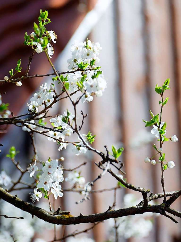 Der Frhling ist in Kirchzarten und Umgebung angekommen: Blumen blhen, die Leute zieht es ins Freie.