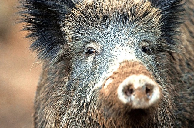 Wildschweine fhlen sich im Schnauer Stadtwald wohl.  | Foto: dpa