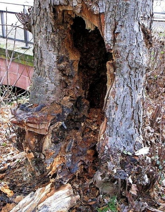 Ein Pilz hat den Stamm des Baumes von innen ausgehhlt.   | Foto: Jund