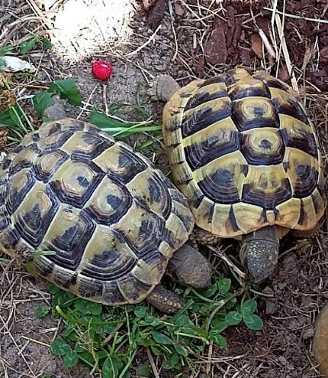 Turtel und Stella   | Foto: Privat