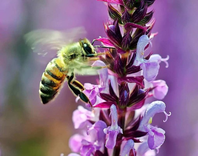 Immer mehr Wildbienen sind in Gefahr.  | Foto: luise/pixelio.de