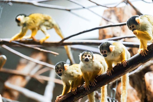 Verbringen den Winter im Basler Zoo: Totenkopfffchen aus Nrnberg  | Foto: Zoo Basel (Torben Weber)