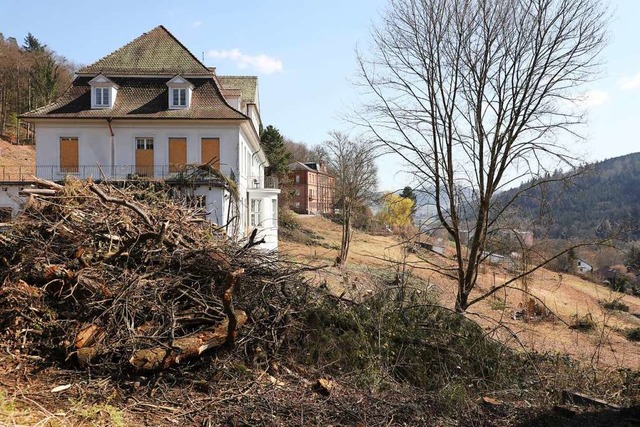 Die Rodungsarbeiten sind im Bereich des Thaederhauses weitgehend abgeschlossen.  | Foto: Christoph Breithaupt