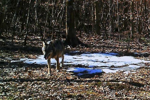 Erstmals wurde ein Wolf im Aargau gesichtet – und fotografiert