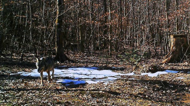 Der Fotobeweis: Ein Wolf war im Aargau unterwegs.  | Foto: Departement Bau, Verkehr und und Umwelt/AG