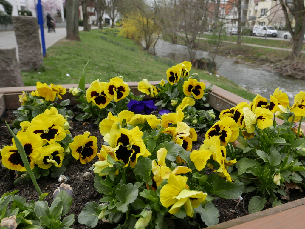 Am Neumagen in Bad Krozingen