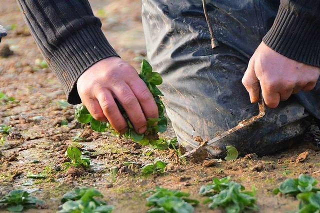 Landwirte aus Denzlingen und Umgebung frchten erneute Sommerhitze