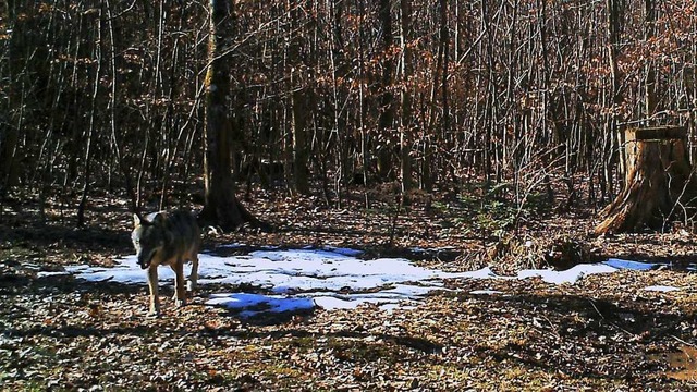 Ein Wolf ist im Aargau in eine Fotofalle getappt.  | Foto: Departement Bau, Verkehr und und Umwelt/AG