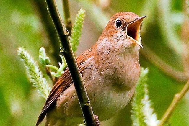 Bei einem Konzert in Kirchzarten wurden Vogelstimmen in Musik verwandelt