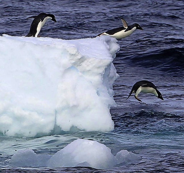 Das Eis in der Antarktis wird weniger.   | Foto: dpa