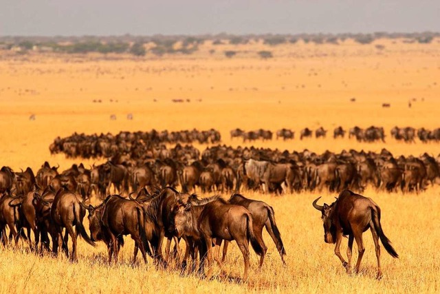 Bei vielen prgen sie das Bild von Afr...rch Serengeti und Masai Mara streifen.  | Foto: dpa