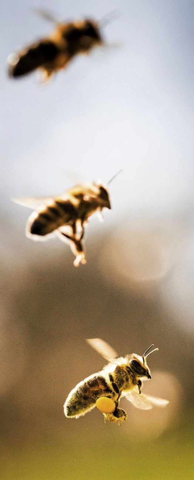 Bienen im Anflug  | Foto: dpa