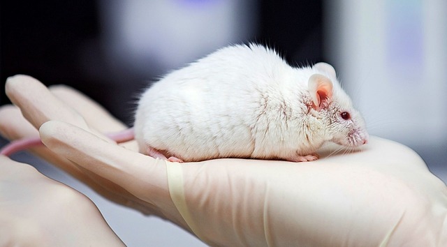 Eine Forscherin hlt eine Labormaus in der Hand (Symbolbild)  | Foto: dpa