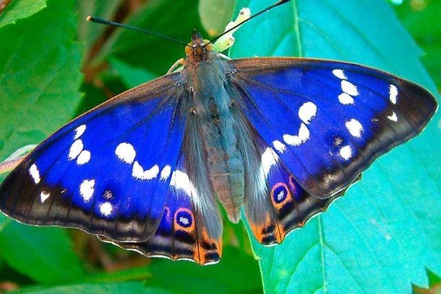 Warum werden lebende Schmetterlinge in Briefumschlge gesteckt?