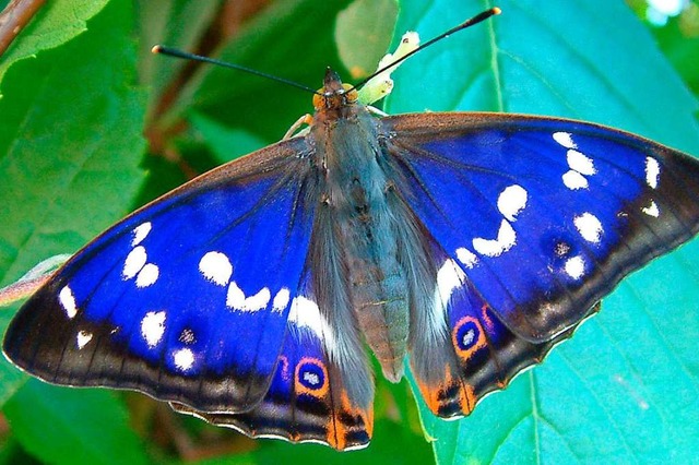 Der Groe Schillerfalter war Schmetterling des Jahres 2011  | Foto: dpa