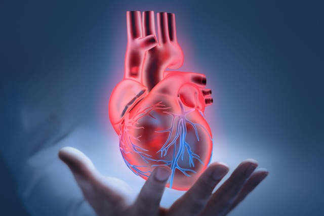 Wie bleibt das Herz lange fit?  | Foto: Stock.Adobe