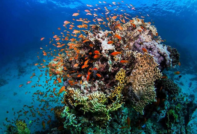 Schne Unterwasserwelt: Fische und Korallen am Great Barrier Reef in Australien  | Foto: dpa