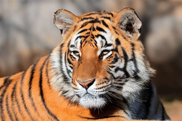 Warum sind Tiger vom Aussterben bedroht?  | Foto: Nico Smit (stock.adobe.com)