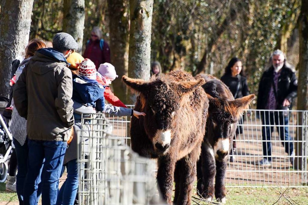 Die Esel im Mundenhofgehege gehren zu...entsprechend viele Streicheleinheiten.  | Foto: Rita Eggstein