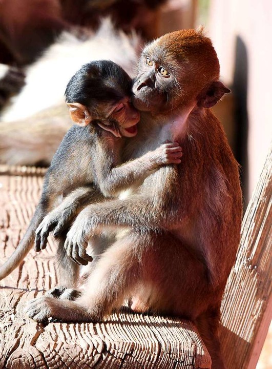 Die Javaner-Affen genießen die warme Frühlingssonne.  | Foto: Rita Eggstein