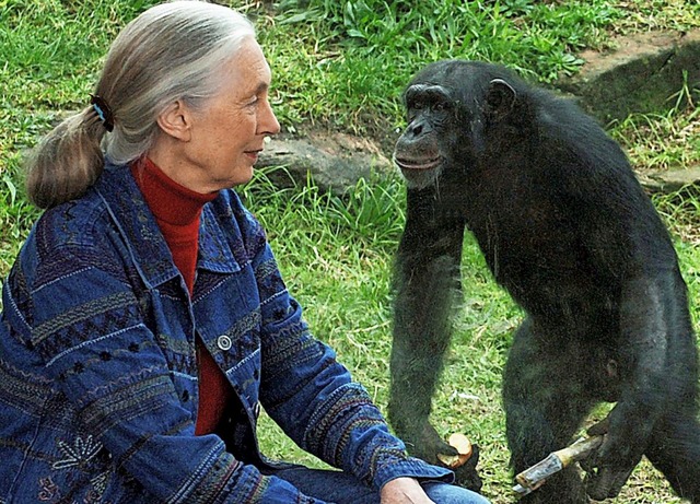 Verstehen sich prchtig: Jane Goodall und ein  Schimpanse.  | Foto: DPA