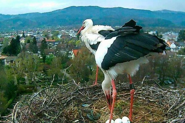 Die beiden Strche auf dem Dach des Ki...gehren schon zum vertrauten Anblick.   | Foto: Regiowebcam Thomas Varadi/Markus Donner