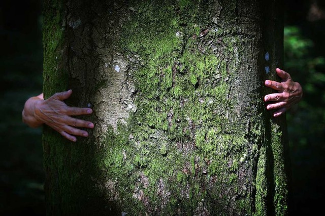 Die Frster wissen, dass sie nicht jeden Baum vor dem Borkenkfer retten knnen.  | Foto: dpa