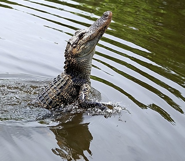 alligator  | Foto: Sebastian Khli