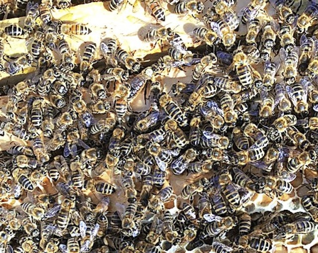 Die Diskussion ums Bienensterben ist voll entbrannt.   | Foto: Bergmann