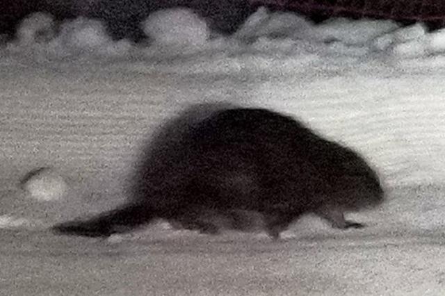 AUCH DAS NOCH: Nchtens auf der Skibrcke