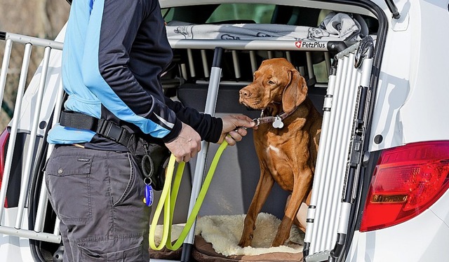 In einer Box fhrt der Hund im Auto am sichersten.   | Foto: dpa