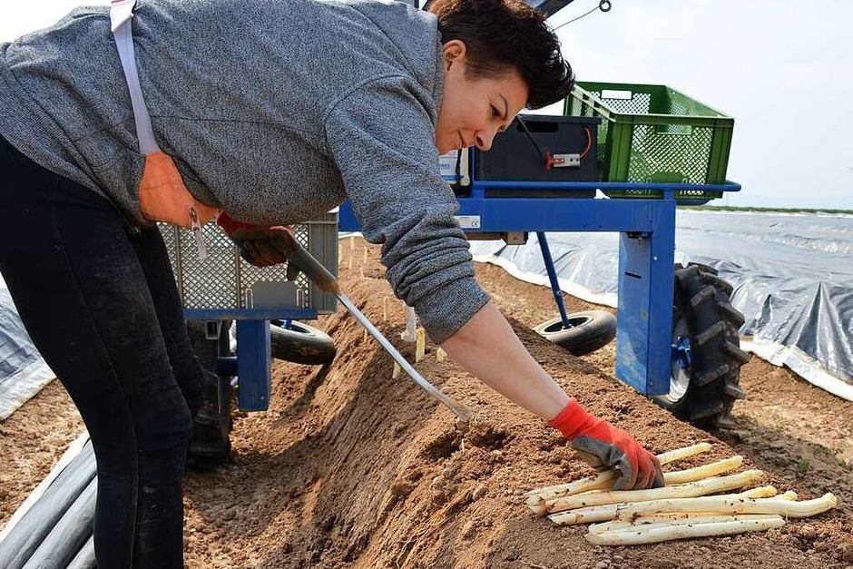 Gestochen wird der Spargel von Hand. Die Spargel-Spinne trägt dafür die Kisten und lupft die Folie an. (Foto: Gabriele Hennicke) Gestochen wird der Spargel von Hand. Die Spargel-Spinne trägt dafür die Kisten und lupft die Folie an. (Foto: Gabriele Hennicke)